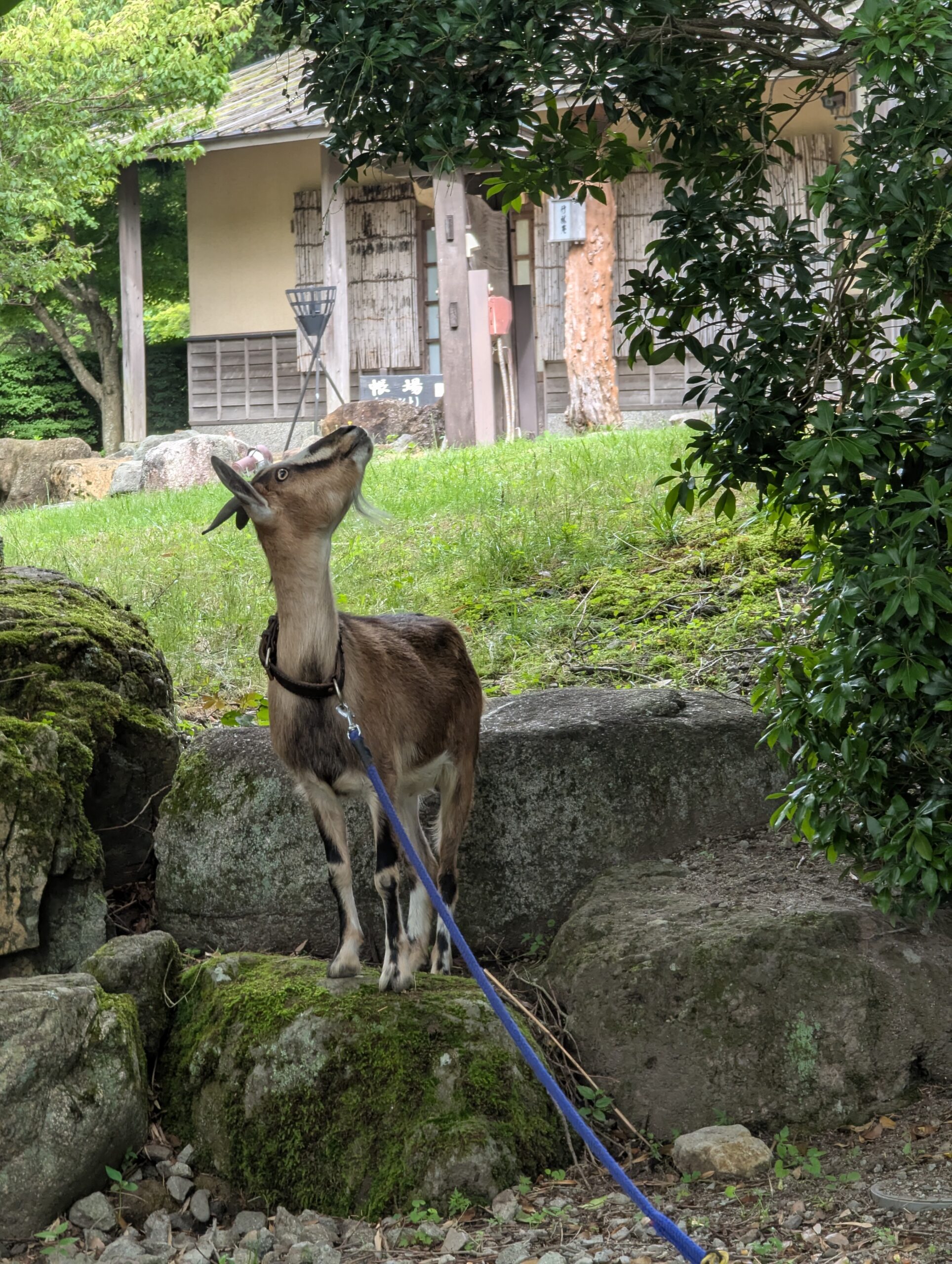 山荘四季庵 ヤギ