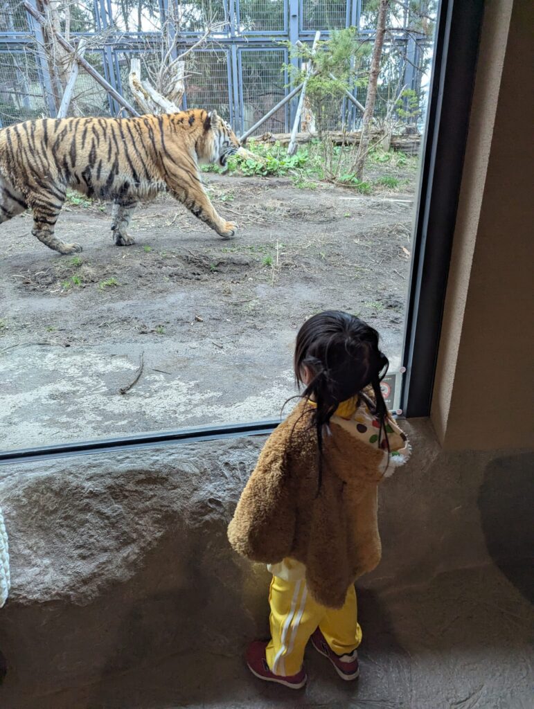 円山動物園 トラ