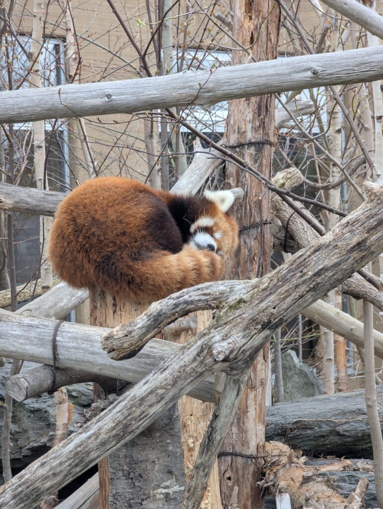 円山動物園 レッサーパンダ