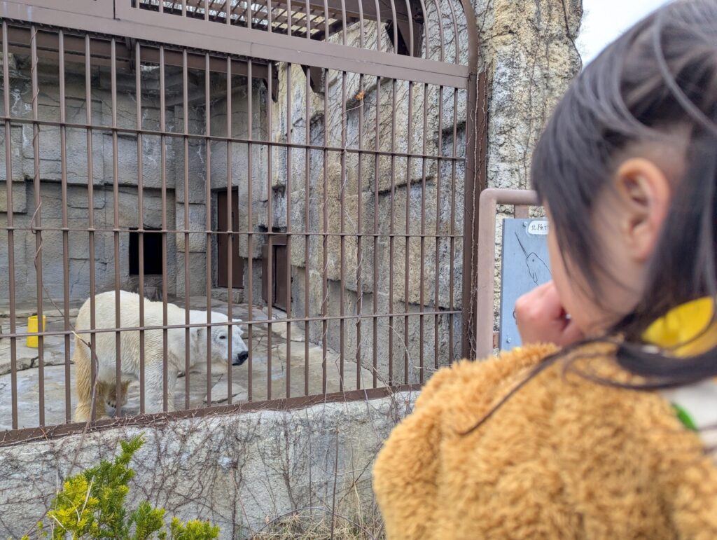 円山動物園 白くま
