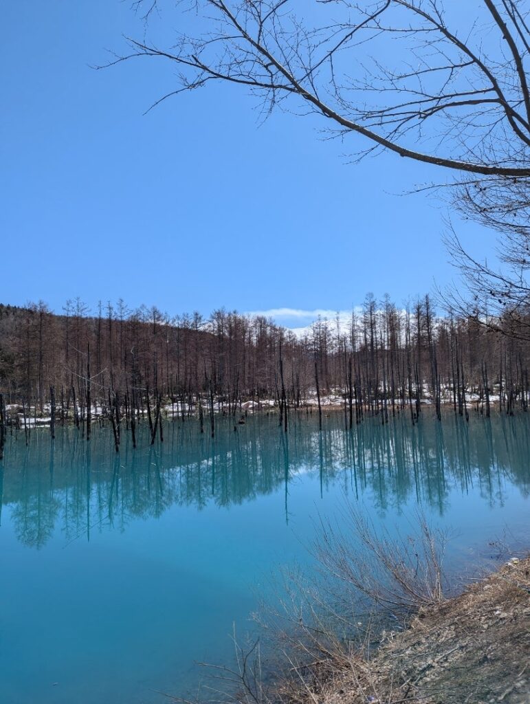 美瑛 蒼い池