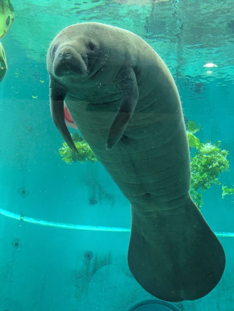 海洋博公園　マナティ