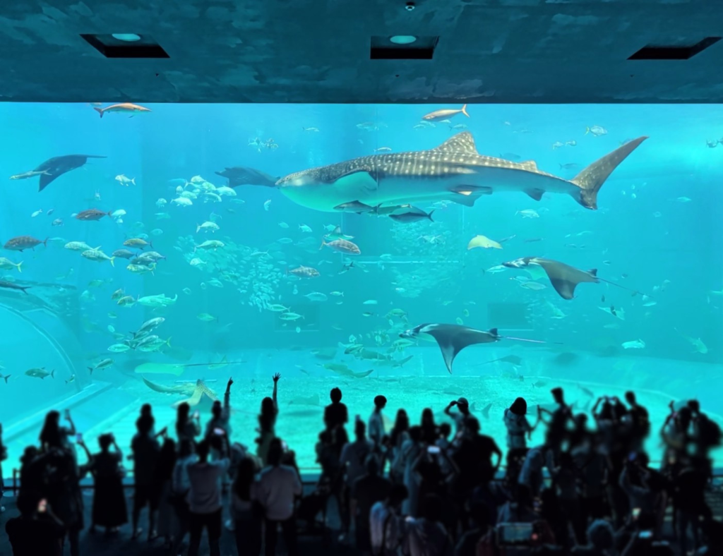 美ら海水族館　ジンベエザメ